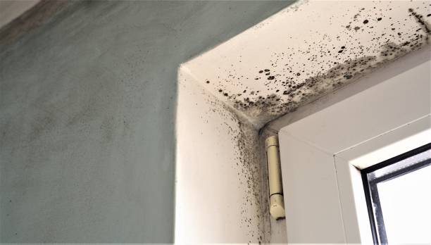 Best Emergency Mold Remediation  in Leisuretowne, NJ